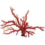 珊瑚の原木の買取